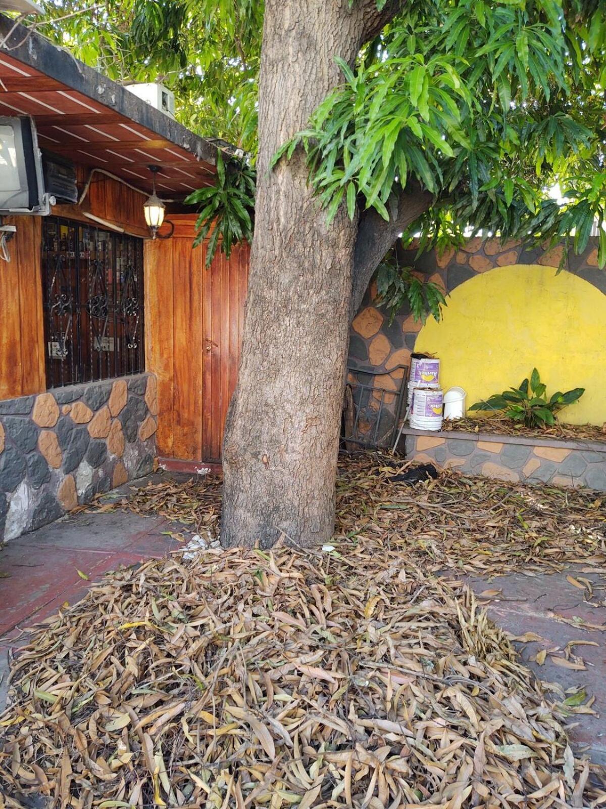 Casa Grande Centrico Cerca Del Malecon